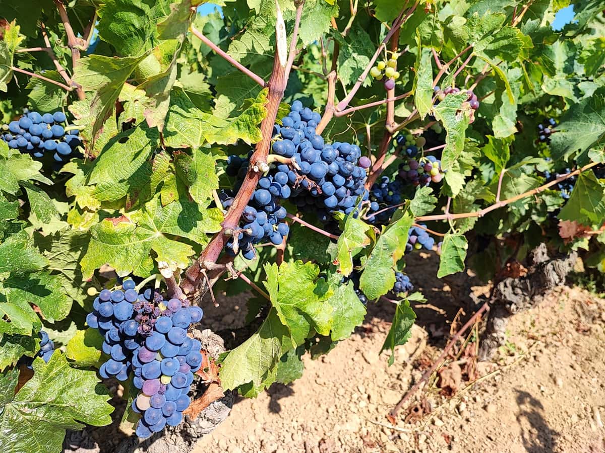 Agenda Var 26 au 29 mai Vins de Bandol médaillés 2025 Des vignes dans le Var