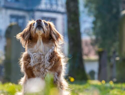 Vague de chaleur 6 conseils pour apporter du confort aux chiens et chats