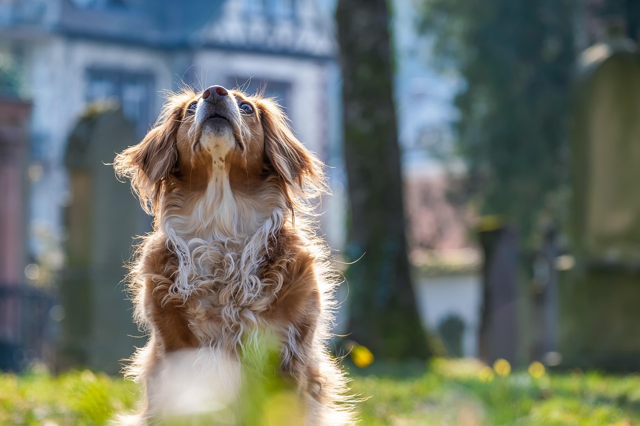 Vague de chaleur 6 conseils pour apporter du confort aux chiens et chats