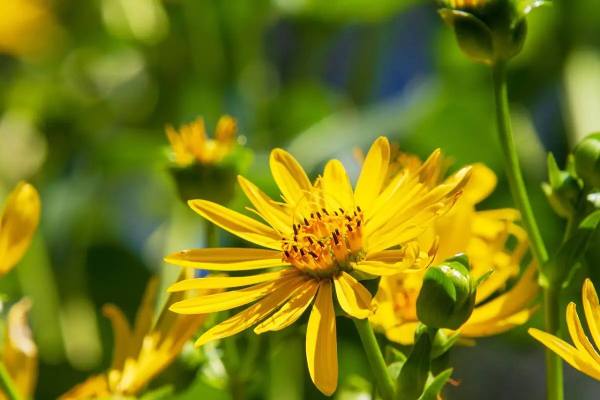 Séneçon de Jacob Var jacobée commune aster jaune floraison toxicité