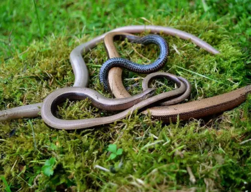 L’orvet, ce discret lézard méconnu qu’on confond souvent avec un serpent