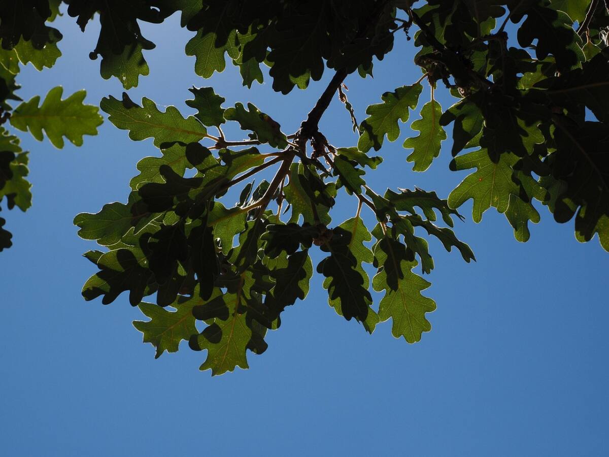 Chêne pubescent Var arbre forêt sécheresse