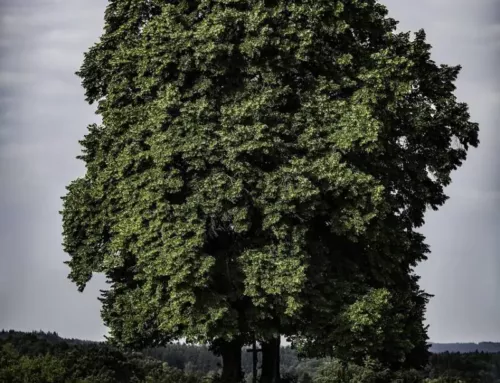 Le chêne vert dans le Var, un pilier des forêts méditerranéennes