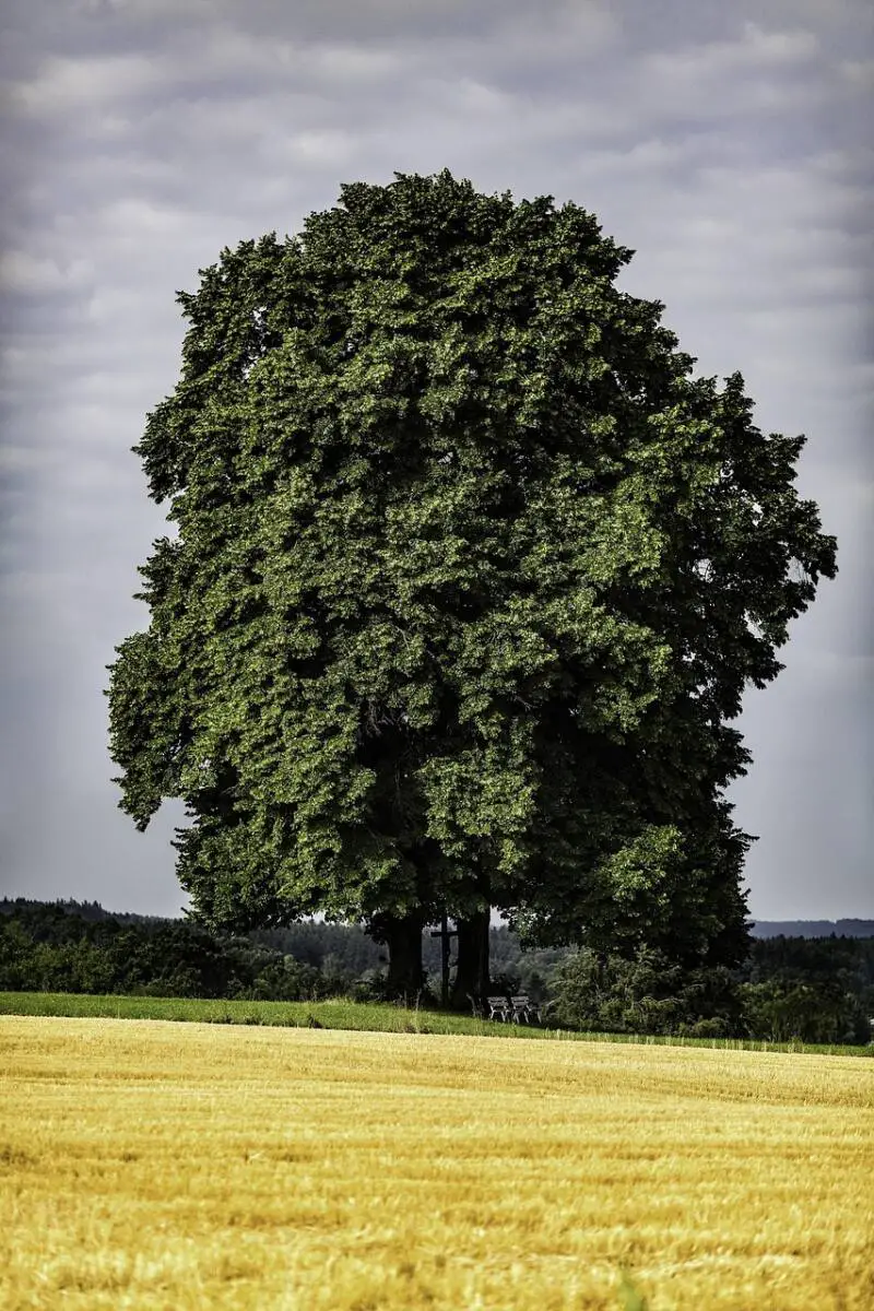 chêne vert Var