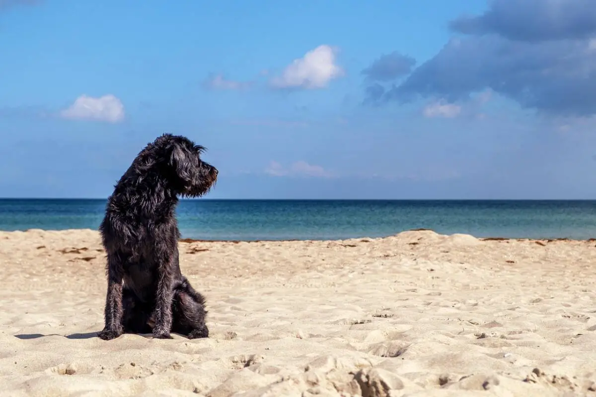 chiens plage Var dangers été