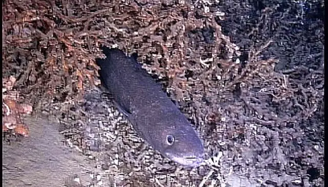 congre Méditerranée poisson fond rocheux plongée