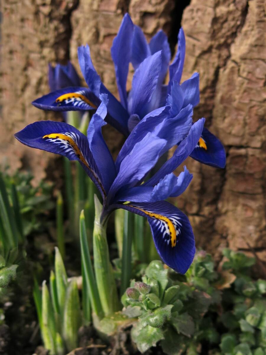 iris nain
