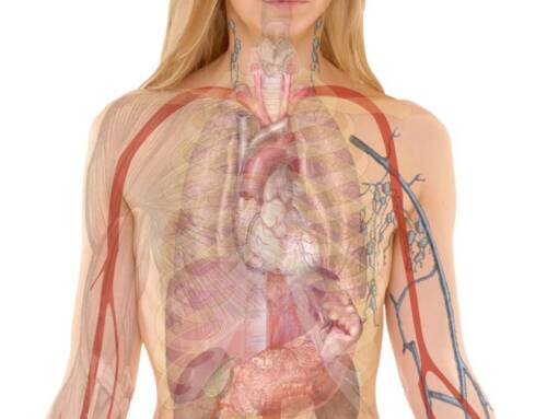la rate pourquoi nous devrions mieux valoriser cet organe oublié