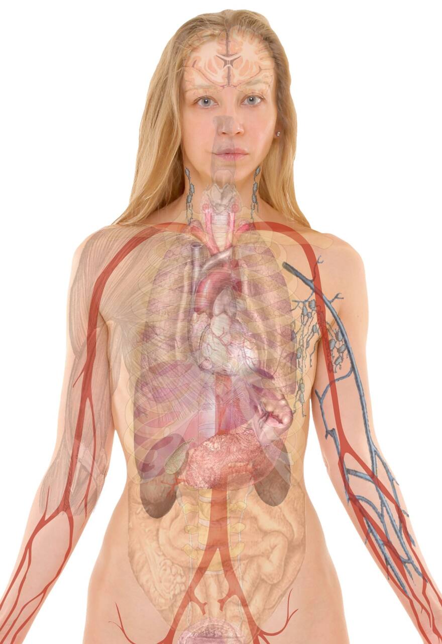 la rate pourquoi nous devrions mieux valoriser cet organe oublié