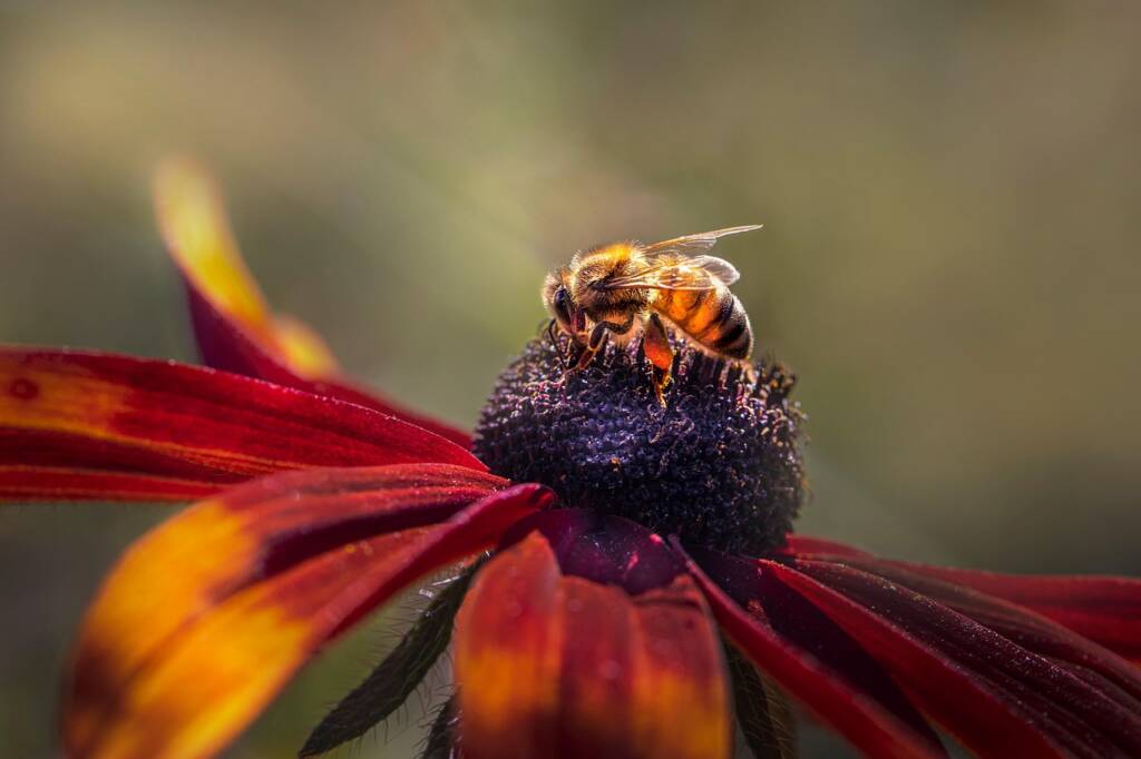 Loi Duplomb pourquoi la réautorisation des néonicotinoïdes menace l’agriculture et la biodiversité