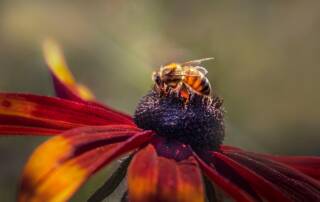 Loi Duplomb pourquoi la réautorisation des néonicotinoïdes menace l’agriculture et la biodiversité