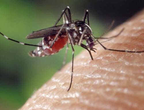 Sanary-sur-Mer lance une opération préventive contre les moustiques après un cas de dengue