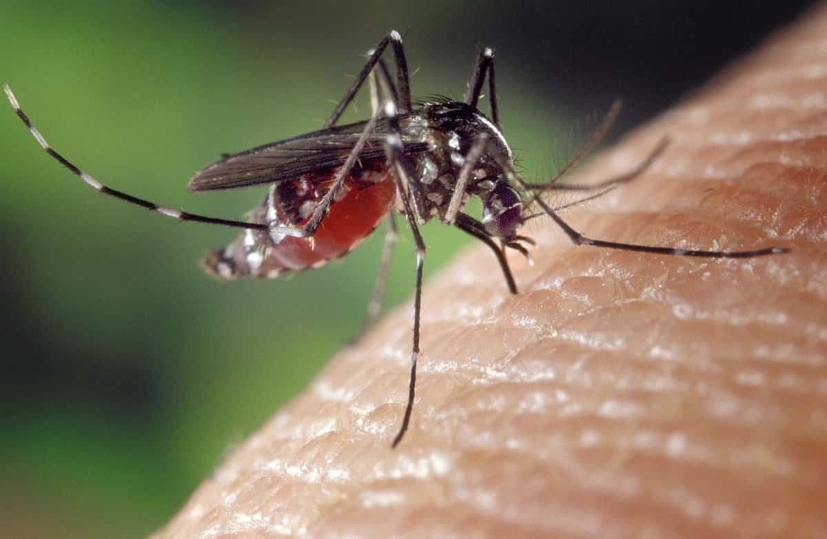 Sanary dengue moustique chikungunya La Crau Var 2025 dengue La Crau moustiques tigres JO Paris chikungunya cet été ?