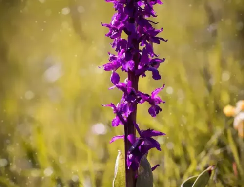 les orchidées sauvages du Var à observer lors de balades dans les Maures