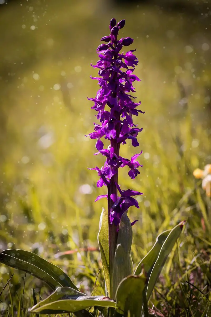 Orchidées sauvages Var balades Maures biodiversité