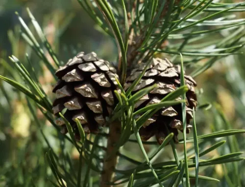 Le pin sylvestre dans le Var, un arbre discret aux multiples vertus