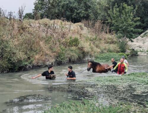 Une jument sauvée d’un canal à Saint-Étienne-du-Grès grâce aux pompiers