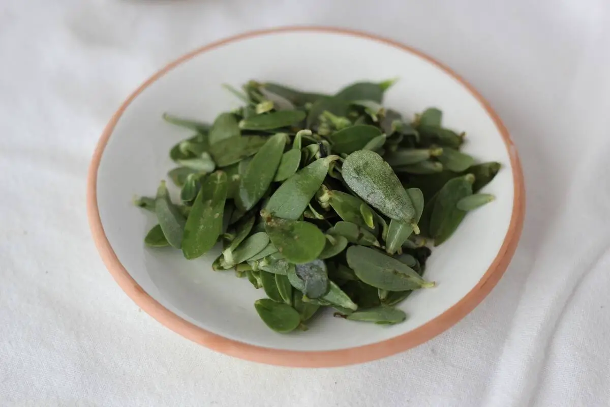Pourpier Var super-aliment cuisine