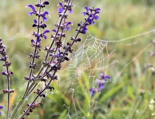 La sauge des prés dans le Var, une plante bienfaisante aux mille vertus naturelles