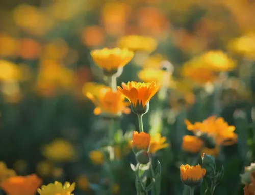 Le souci des champs illumine la nature varoise tout en apaisant les douleurs