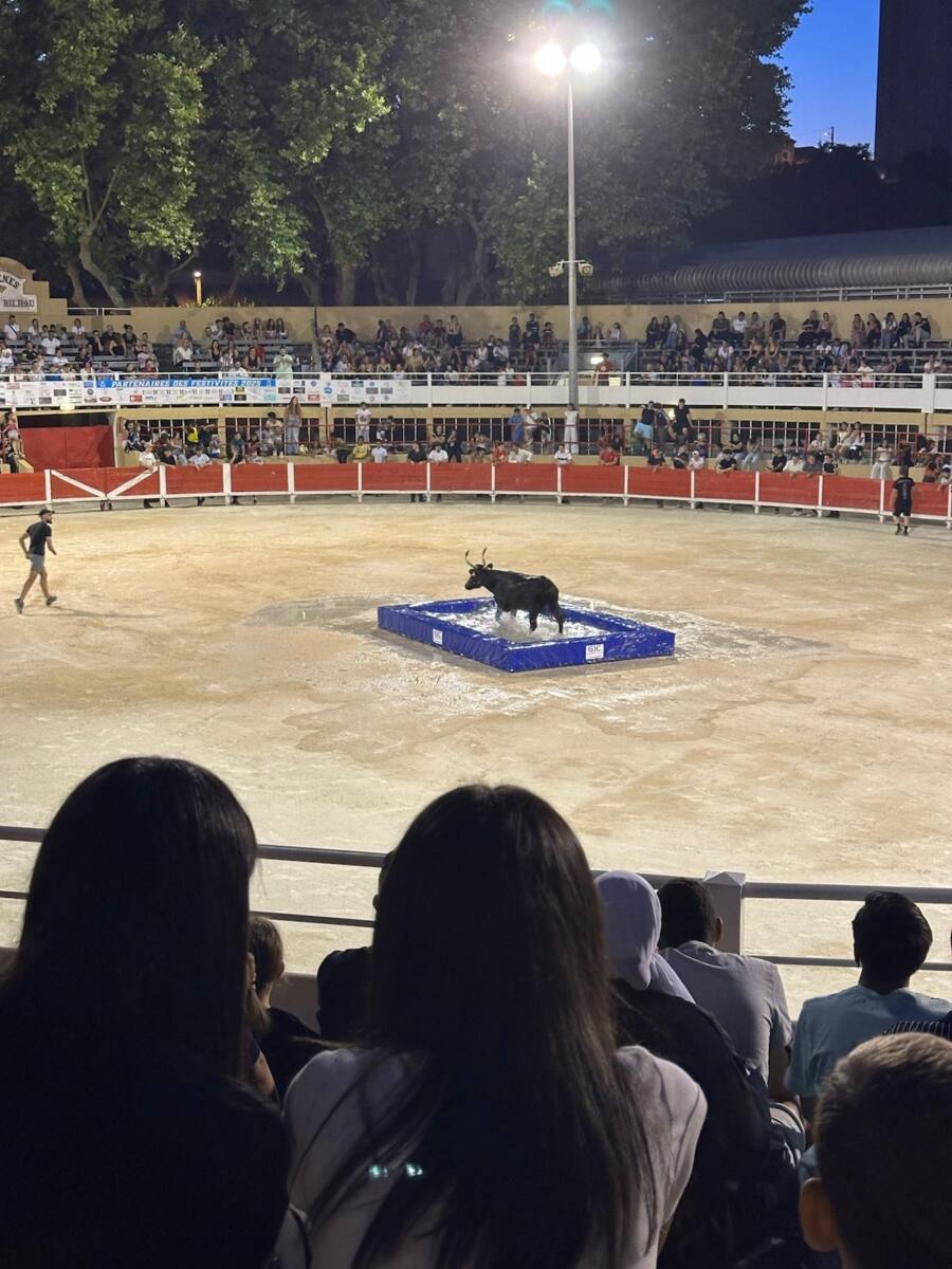 taureau piscine Camargue