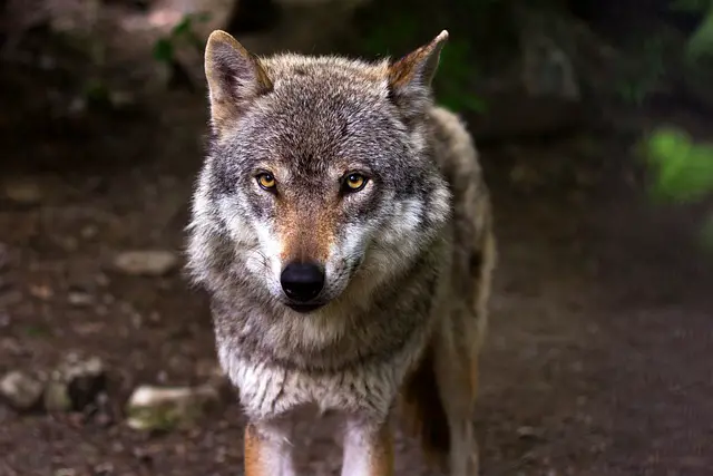 Attaque de loup à Brenon attaque loups hyères Alpes loup attaques de loups