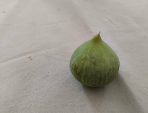 Figues blanches ou figues violettes dans le Var ? un trésor avec la figue de Solliès en vedette !