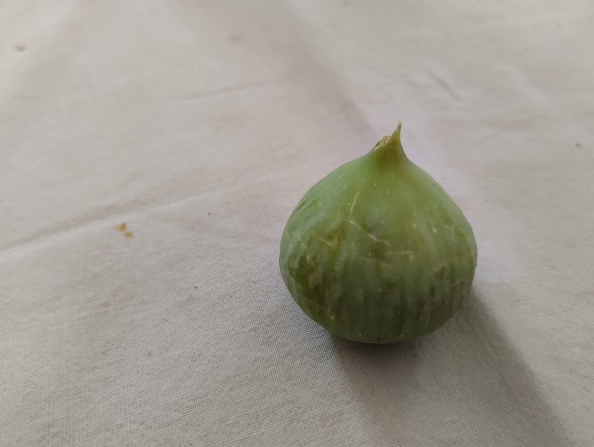 figue blanche varoise