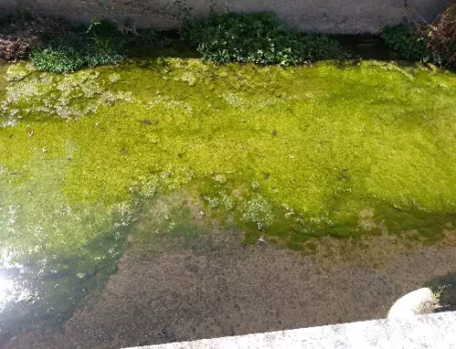 Prolifération des moustiques : cesser de culpabiliser le citoyen !