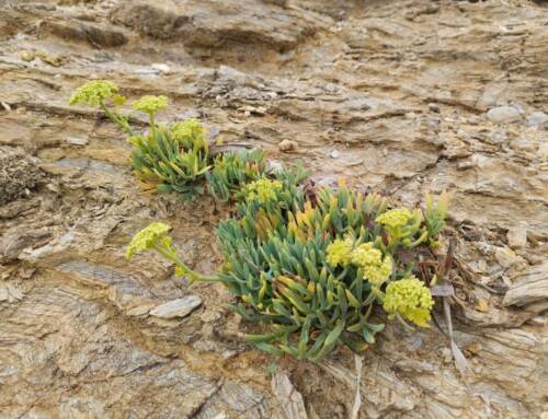 La criste marine, une plante du littoral aux surprenantes vertus anti-moustiques