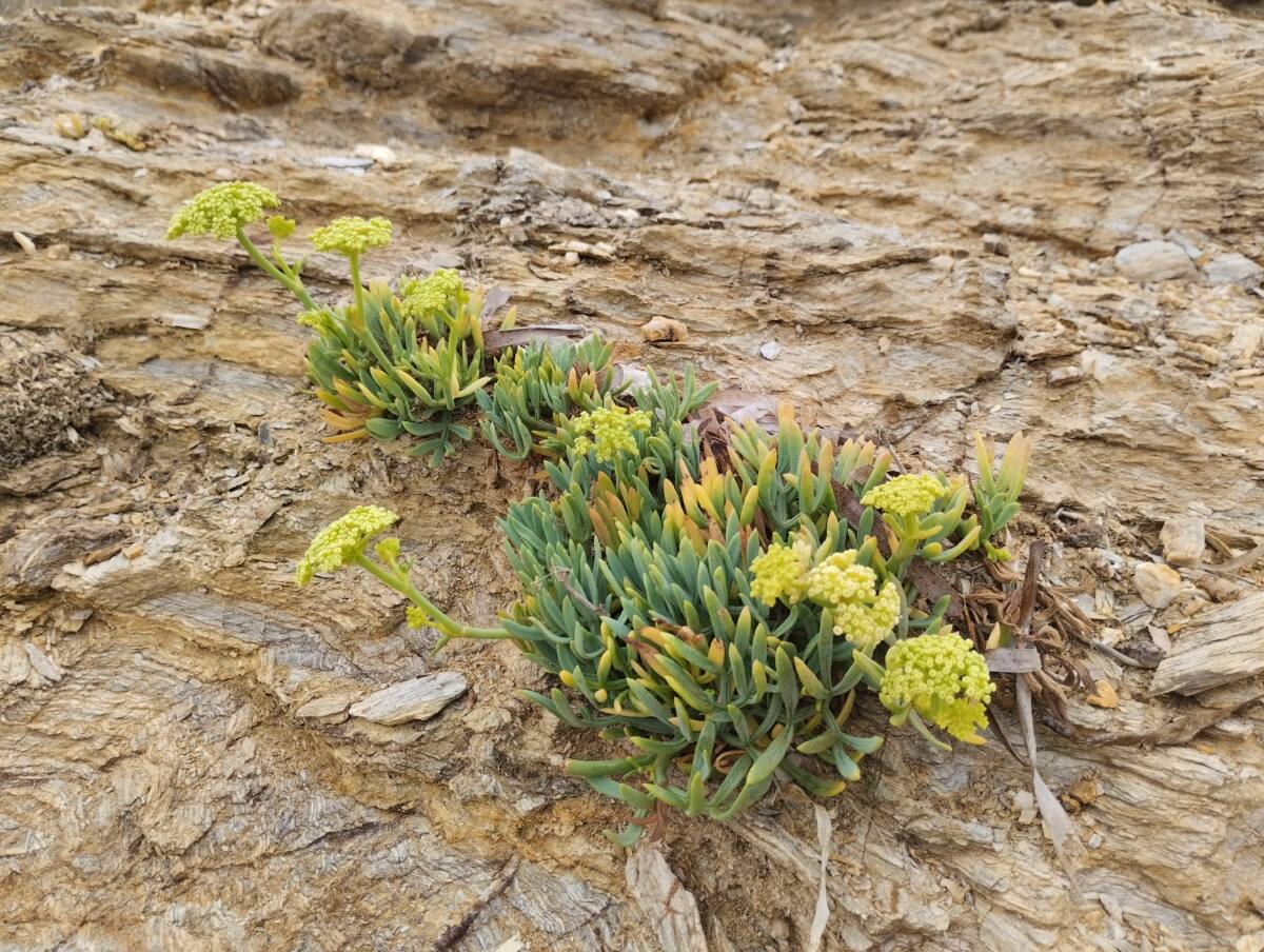 La criste marine, une plante du littoral