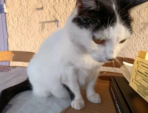 Adieu les puces dans le Var, les vétérinaires conseillent des remèdes maison simples et efficaces pour les animaux de compagnie