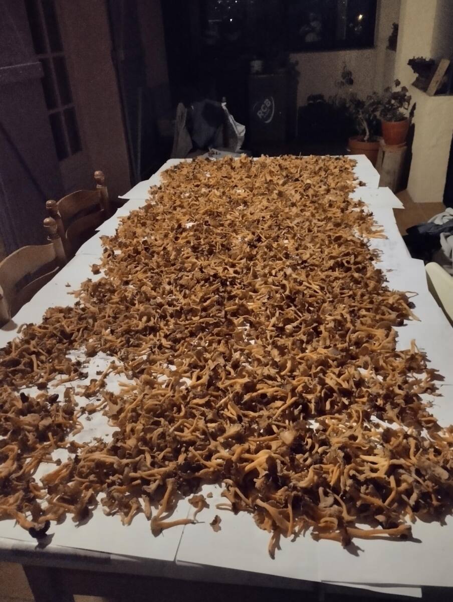 Chanterelles
