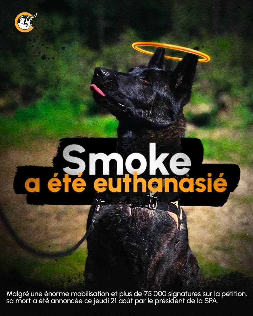 Euthanasie chien Smoke