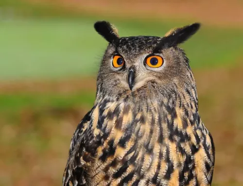 Le hibou grand-duc, maître des nuits rurales varoises