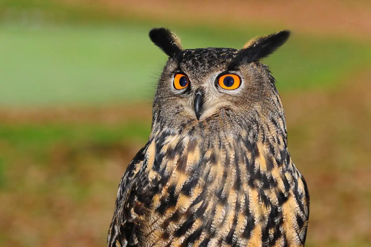 Hibou Grand Duc