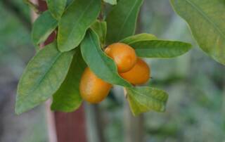 Kumquat ce petit agrume asiatique, star de la cuisine