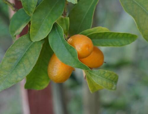 Kumquat ce petit agrume asiatique, star de la cuisine