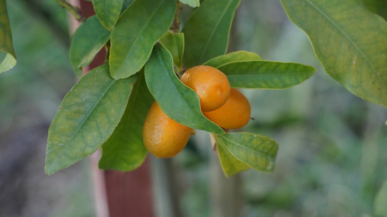 Kumquat ce petit agrume asiatique, star de la cuisine