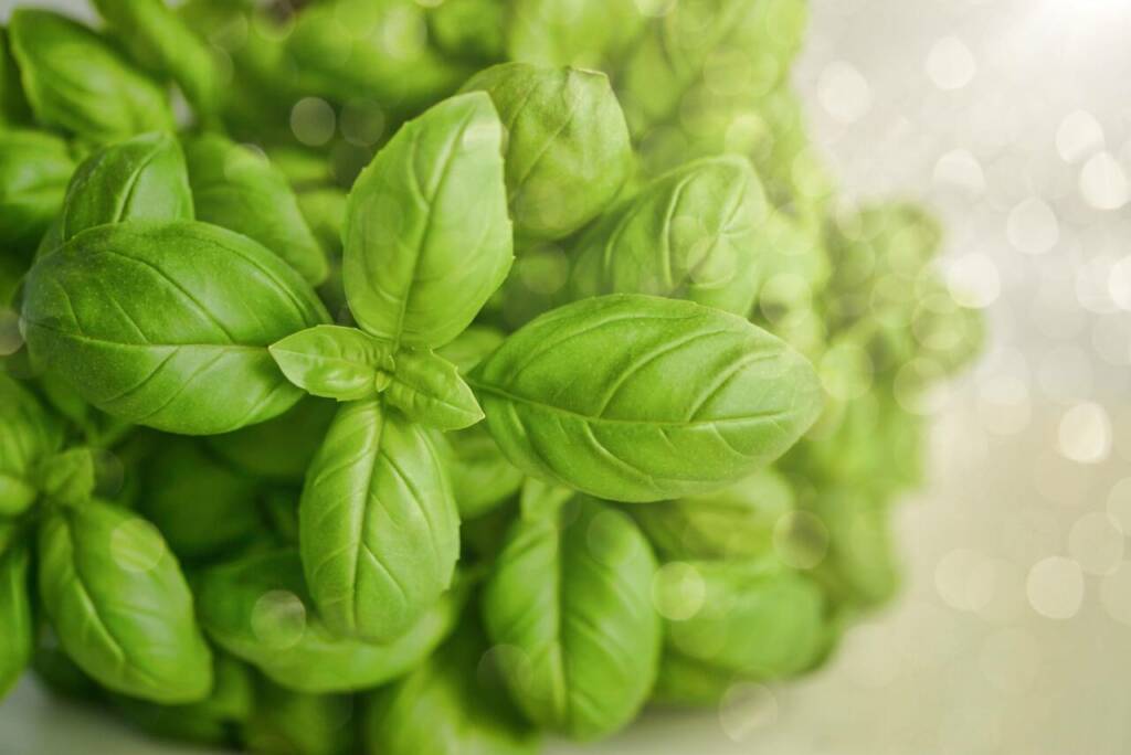 Le Basilic alfavaca  une herbe aromatique riche en antioxydants pour vos recettes