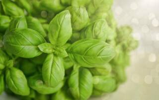 Le Basilic alfavaca  une herbe aromatique riche en antioxydants pour vos recettes