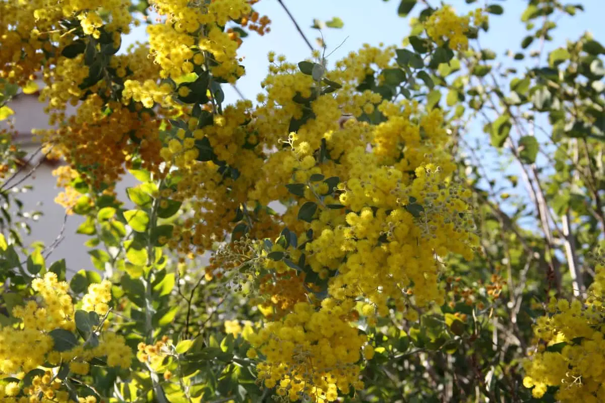 Sorties Var week-end 3 4 mai 2025 Agenda week-end Var 21-23 février 2025 Sorties week-end 7 et 8 février 2025 Var Route du Mimosa Var itinéraire Fréjus label var pollens mimosa var mimosas en fleurs au Lavandou Parc Gonzalez jardin remarquable Bormes