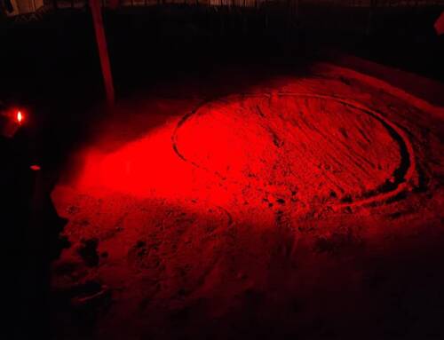 Sanary-sur-Mer se prépare à l’éclosion de bébés tortues caouannes sur ses plages