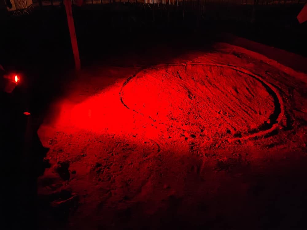 tortue caouanne Sanary-sur-Mer bébés tortues saint-cyr