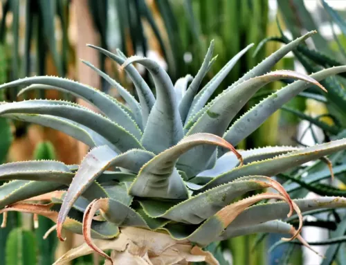 Le Domaine du Rayol invite à un voyage botanique unique à travers les paysages méditerranéens du monde