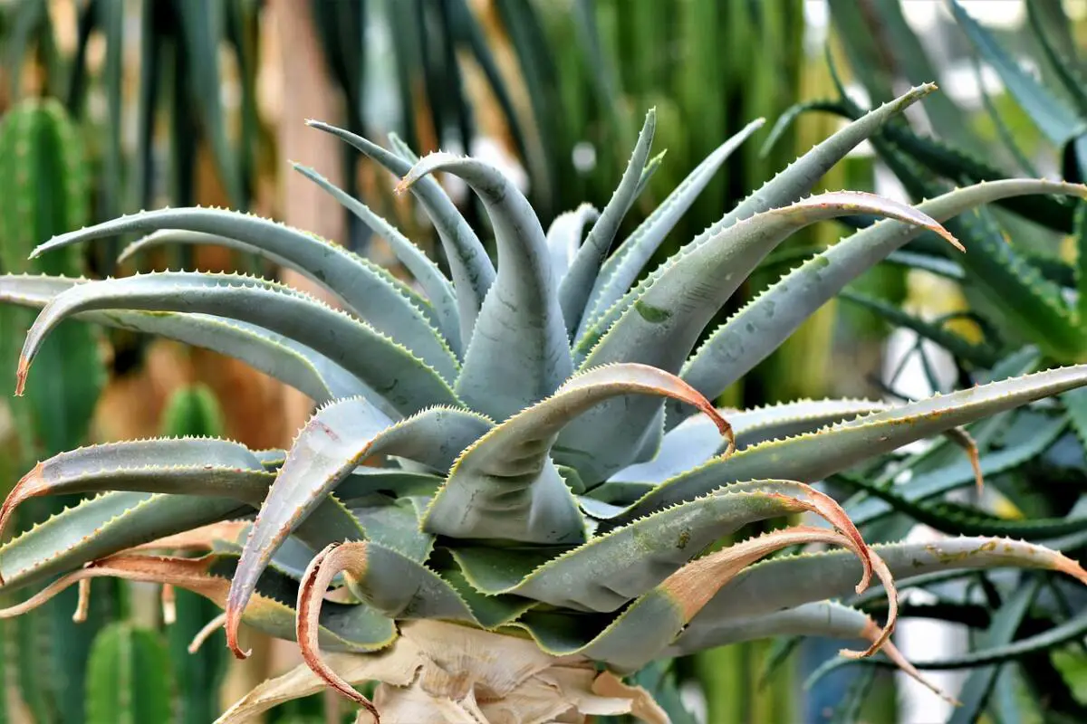 Domaine du Rayol jardin méditerranéen visites biodiversité