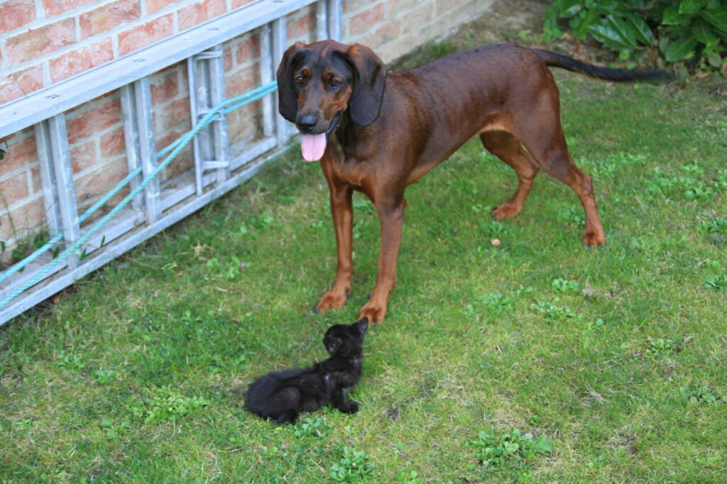 Comment apprendre à votre chien à ignorer les autres chiens en 5 étapes