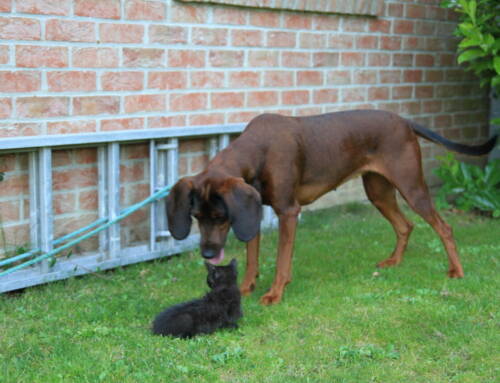 Comment apprendre à votre chien à ignorer les autres chiens en 5 étapes