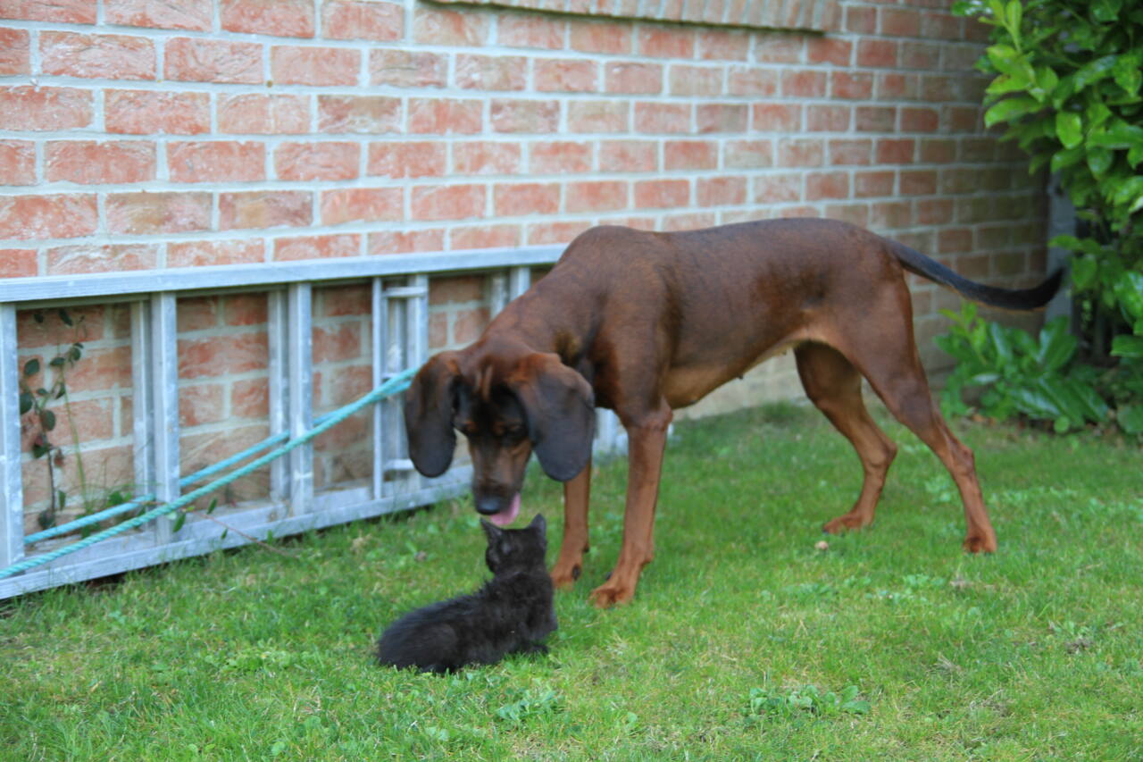 Comment apprendre à votre chien à ignorer les autres chiens en 5 étapes
