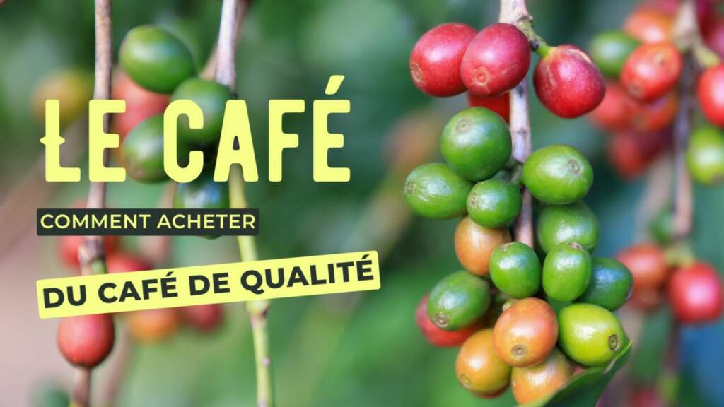 Les classifications officielles du café : comprendre les normes de qualité